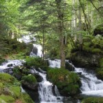 Forêt le Lac Bleu - Chiroulet Lesponne